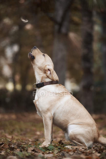 Golden retriever sitting in autumn park and looking up — Stock Photo