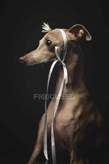 Pequeño perro galgo italiano decorado con flor y cinta mirando hacia otro lado sobre fondo negro - foto de stock