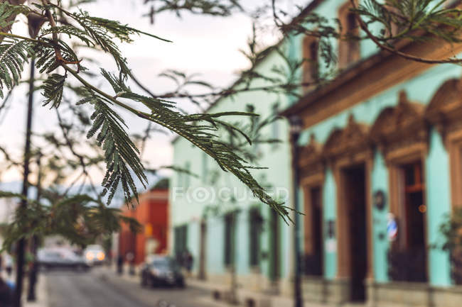 Branches d'arbres poussant sur fond flou de rue à Oaxaca, Mexique — Photo de stock