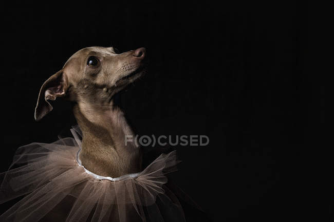 Итальянская борзая собака с вуалью на черном фоне — стоковое фото