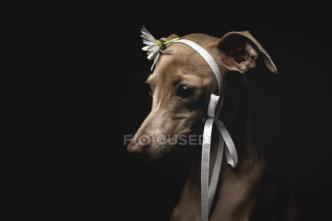 Niedlicher italienischer Windhund mit Blume und Schleife auf schwarzem Hintergrund — Stockfoto