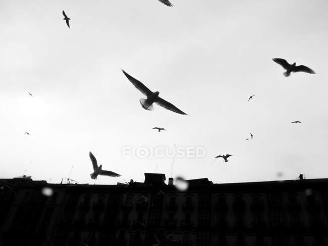 Aves volando por encima de edificios urbanos - foto de stock