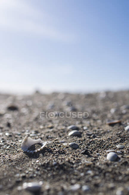 Nahaufnahme kleiner Muscheln und Muscheln im Sand bei Tageslicht. — Stockfoto