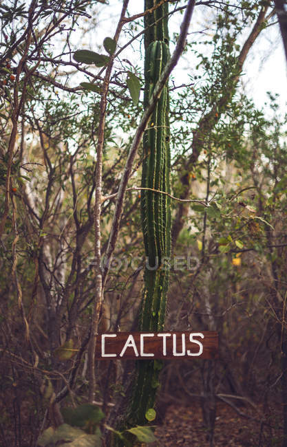 Huge cactus with wooden board with inscription growing among trees — Stock Photo