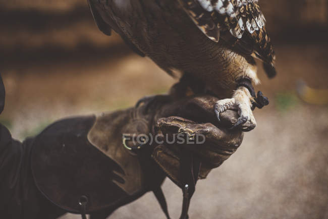 Coruja de pé na mão usando luva na natureza — Fotografia de Stock