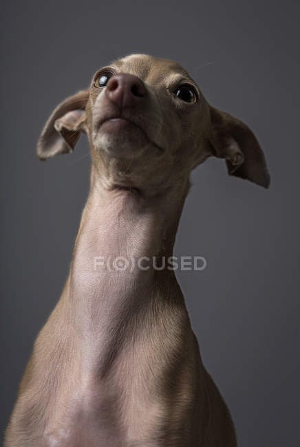 Nahaufnahme eines kleinen italienischen Windhundes, der auf grauem Hintergrund aufblickt — Stockfoto