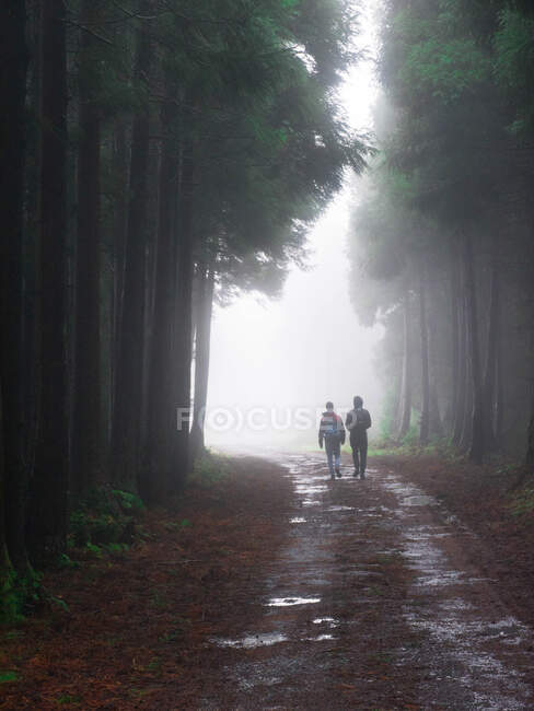 Vista posteriore di uomini con zaini che camminano su strada solitaria nella foresta umida e buia con nebbia — Foto stock