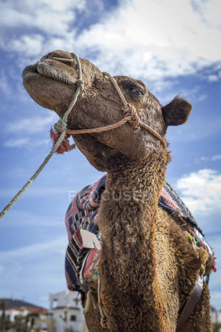 Muzzle of Camel with rope in front of blue sky with clouds — Stock Photo