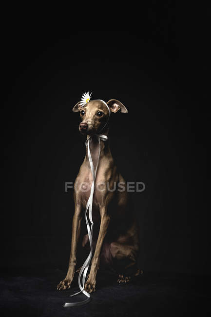 Маленька італійська собака з грейхаунд, прикрашена квіткою та стрічкою, що сидить на чорному тлі — стокове фото
