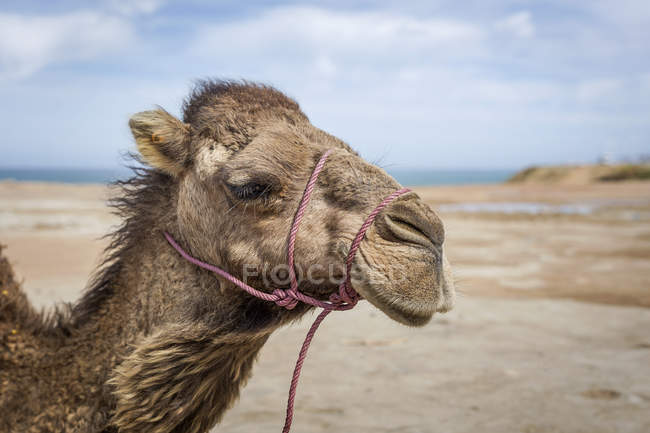 Primer plano de Camel de pie en la playa, Tanger, Marruecos - foto de stock