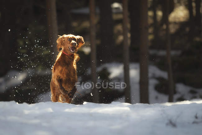 Irish Setter dog playing and running on snow-covered meadow — Stock Photo