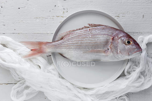 Raw red sea bream fish on white plate on wooden surface — Stock Photo