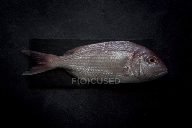 Raw red sea bream fish on slate — Stock Photo