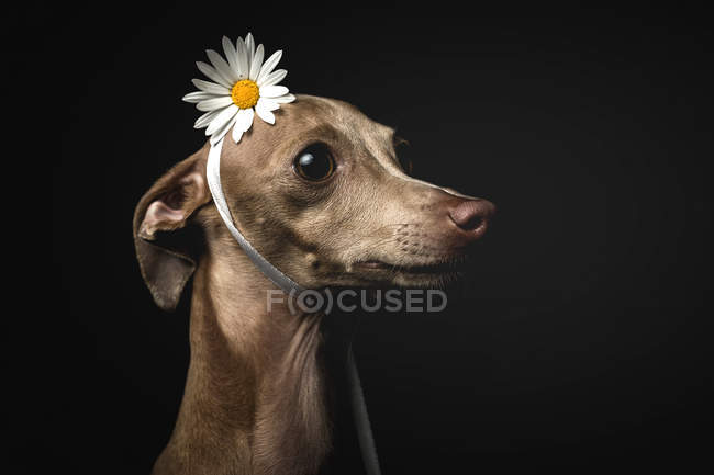 Pequeño perro galgo italiano con flor de manzanilla en la cabeza mirando hacia otro lado sobre fondo negro - foto de stock