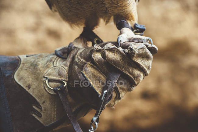 Búho de pie en la mano con guante en la naturaleza - foto de stock