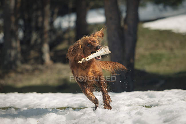 Cão brincando com pau no prado coberto de neve — Fotografia de Stock