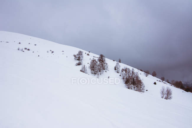 Snowy hill and bare trees in winter with cloudy sky on background — Stock Photo
