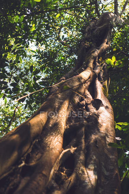 Висока дерево росте в джунглях в Чьяпас, Мексика — стокове фото