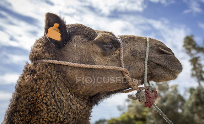Дуло верблюда з мотузкою перед блакитним небом з хмарами — стокове фото