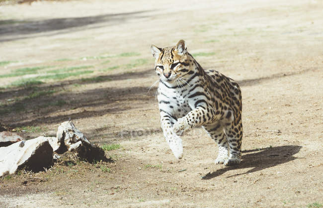 Небезпечний леопард працює на газоні в зоопарку — стокове фото