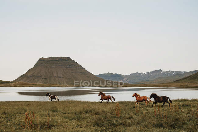 Лошади, бегущие по природе — стоковое фото