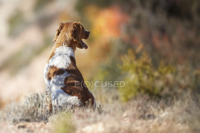 Pequeno cão sentado no prado do outono — Fotografia de Stock