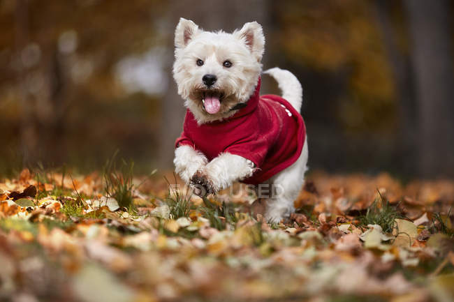 Pequeño perro blanco corriendo en el parque de otoño - foto de stock