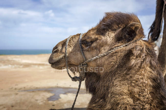 Primo piano di Cammello sulla spiaggia guardando lateralmente, Tanger, Marocco — Foto stock