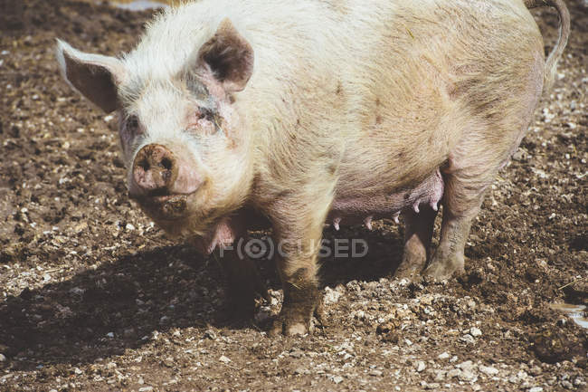 Большая свинья стоит в грязи на ферме и смотрит в камеру. — стоковое фото