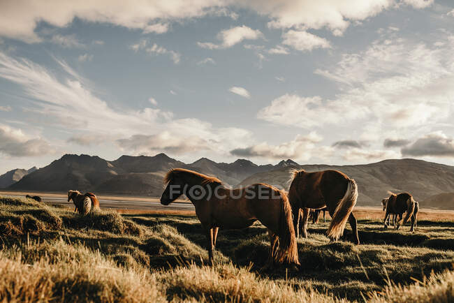 Pferde weiden auf Hügeln — Stockfoto