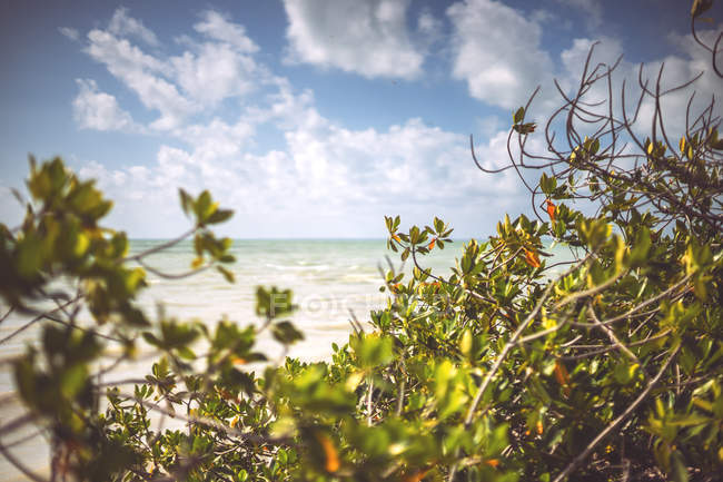 Кустарник растет на берегу Карибского моря в солнечный день, Мексика — стоковое фото