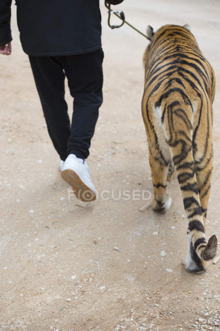 Uomo che cammina con tigre al guinzaglio allo zoo — Foto stock