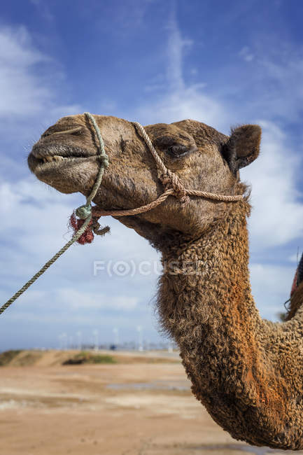 Focinho de camelo com corda na frente do céu azul com nuvens — Fotografia de Stock