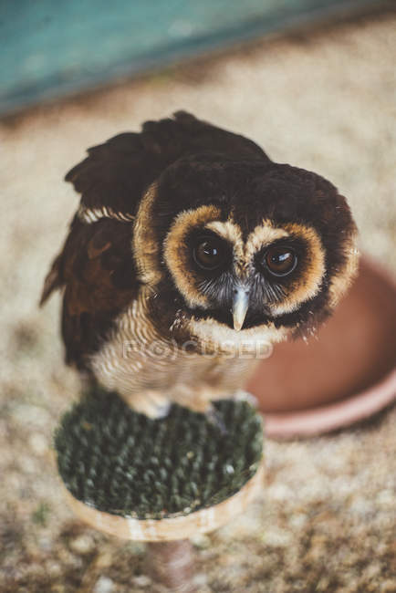 Uccello gufo piumato marrone e beige seduto e guardando la fotocamera in gabbia — Foto stock