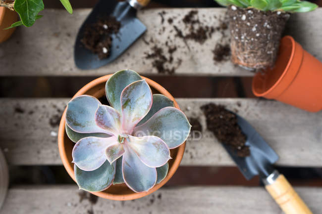 Planting blue succulent on wooden table — Stock Photo