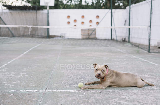 Chien jouant avec balle de tennis en plein air — Photo de stock