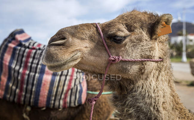 Nahaufnahme eines Kamels, das seitwärts ins Freie blickt — Stockfoto