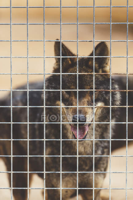 Fluffy wolf standing in cage and looking at camera in zoo — Stock Photo