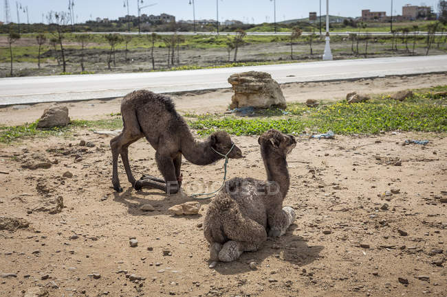 Kamele auf dem Land, Tanger, Marokko — Stockfoto