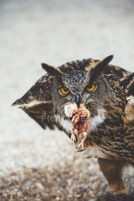 Orange eyed owl sitting on ground with caught mouse and looking at camera — Stock Photo