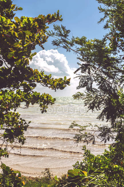 Arbusto crescendo na costa do mar do Caribe em dia ensolarado, México — Fotografia de Stock