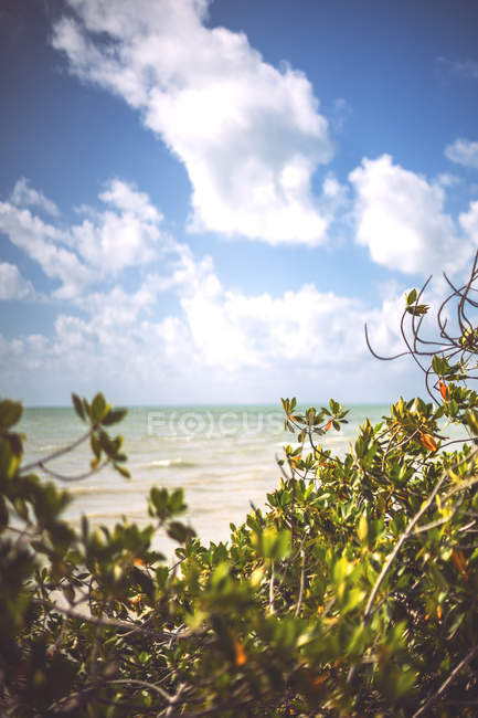 Arbusto creciendo en la orilla del mar Caribe en el día soleado, México - foto de stock