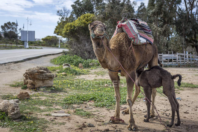 Верблюд, кормящий телят на свежем воздухе, Тангер, Моро — стоковое фото