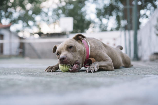 Pitbull marrón en cuello rosa acostado y royendo pequeña pelota de tenis amarilla en el patio - foto de stock