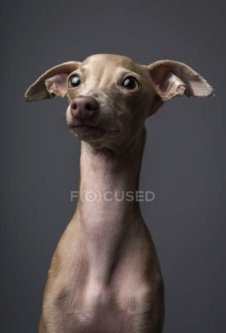 Perro galgo italiano mirando hacia los lados sobre fondo gris - foto de stock