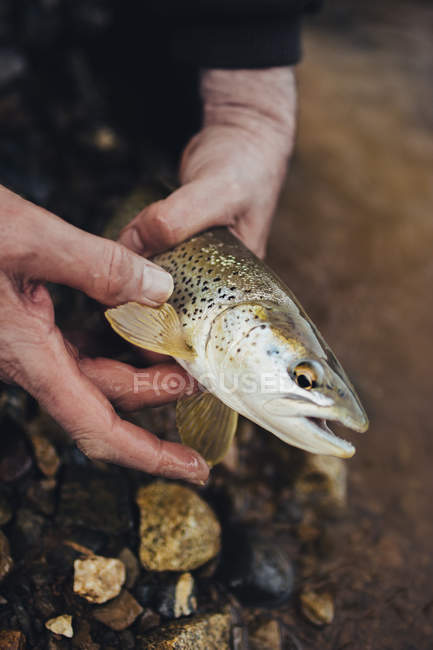 Mains de pêcheur tenant du poisson pêché — Photo de stock