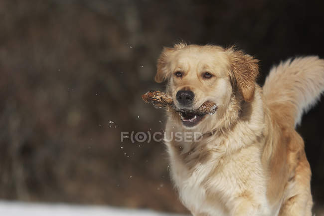 Золотистый ретривер играет с палкой в снегу — стоковое фото