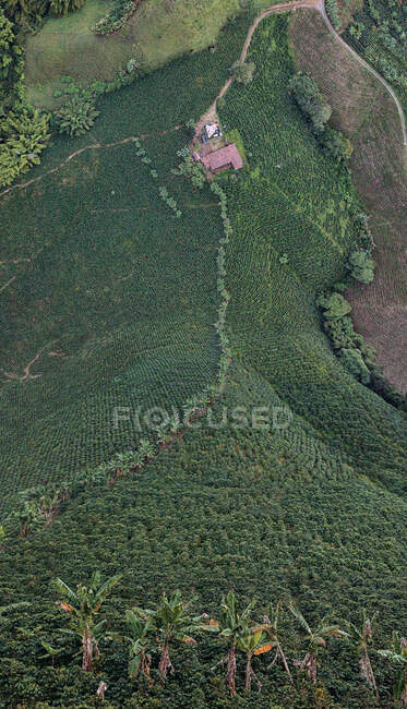Беспилотный снимок холма, покрытого зеленым тропическим лесом, поднимающимся вверх. — стоковое фото