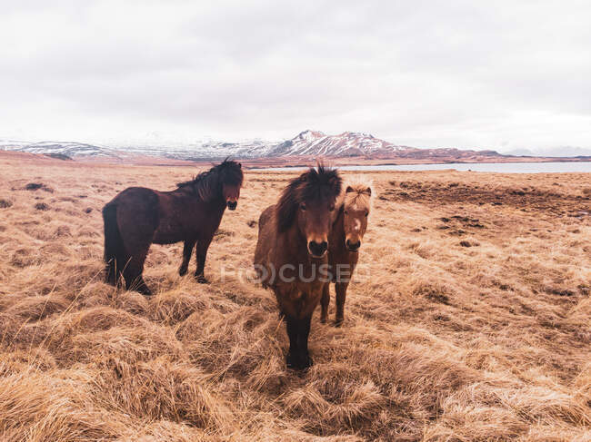 Três adoráveis cavalos islandeses em pé na grama seca no fundo das montanhas e do mar — Fotografia de Stock
