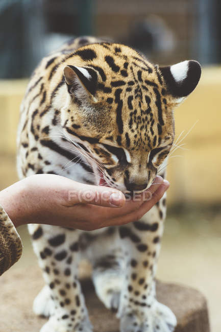 Крупним планом людський ручний погладжуючий леопард в зоопарку — стокове фото